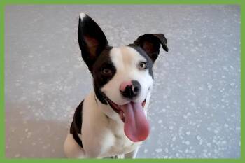 MooMoo -  Pit Bull Terrier and American Staffordshire Terrier Dog for Adoption in Amherst, Massachusetts - MooMoo | PetCurious
