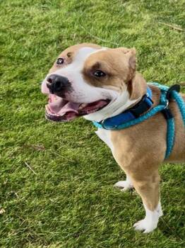 Pit Bull Terrier and Boxer Dogs Available for Adoption - DRACO | PetCurious