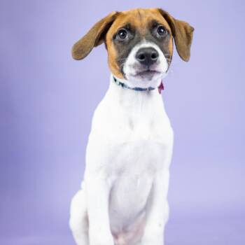 Nolan -  Mixed Breed Dog for Adoption in Portland, Oregon - Nolan | PetCurious