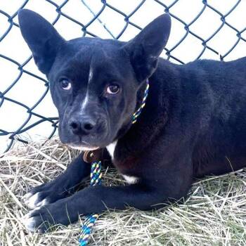American Bulldog Dogs Available for Adoption - Maude Sweet 8 Months Old Baby In Kill Shelter She Has Please Lov | PetCurious