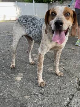 Elvis -  Bluetick Coonhound Dog for Adoption in Madison Heights, Michigan - Elvis | PetCurious