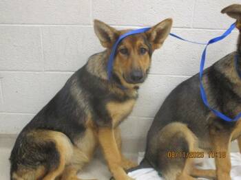 Sophia (85) -  Shepherd Dog for Adoption in Marietta, Georgia - Sophia (85) | PetCurious