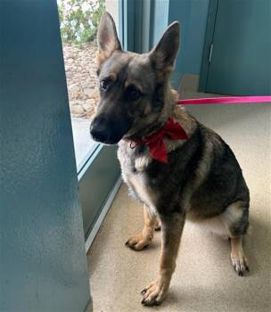 CHEYENNE -  German Shepherd Dog and Mixed Breed Dog for Adoption in Newton, North Carolina - CHEYENNE | PetCurious
