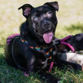 American Staffordshire Terrier and Miniature Pinscher Dogs Available for Adoption - Millie | PetCurious