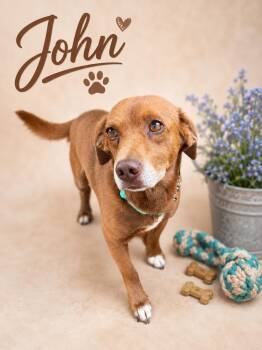 John Faith -  Labrador Retriever and Terrier Dog for Adoption in Nashville, Tennessee - John Faith | PetCurious
