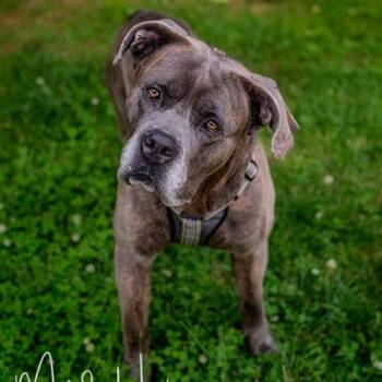Sterling Archer -  Mastiff Dog for Adoption in Brockton, Massachusetts - Sterling Archer | PetCurious