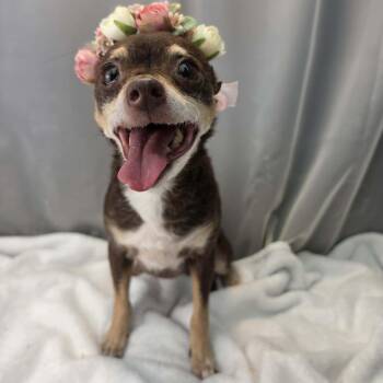 Hazel -  Chihuahua Dog for Adoption in Foley, Alabama - Hazel | PetCurious