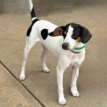 Rescue Rat Terrier and Smooth Fox Terrier Dogs for Adoption in Little Rock, Arkansas - Spryte | PetCurious