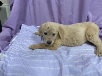 Great Pyrenees and Anatolian Shepherd Dogs Available for Adoption in Modesto, California - CLOUD | PetCurious