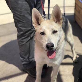 Felicia -  Shepherd Dog for Adoption in Fresno, California - Felicia | PetCurious