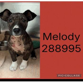 Sprocket -  Mixed Breed Dog for Adoption in Savannah, Georgia - Sprocket | PetCurious