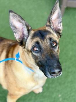 Dakota -  German Shepherd Dog and Belgian Shepherd Malinois Dog for Adoption in Sacramento, California - Dakota | PetCurious
