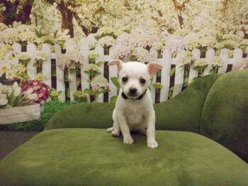 Pomeranian and Mixed Breed Dogs Available for Adoption in Oroville, California - CHER | PetCurious