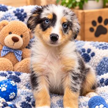 Robert -  Australian Shepherd Dog for Adoption in Fresno, California - Robert | PetCurious