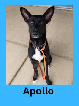 Rescue Mixed Breed Dogs for Adoption in Ravenna, Ohio - Apollo | PetCurious