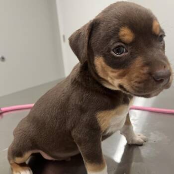 Ben -  Rottweiler and Mixed Breed Dog for Adoption in Richmond Hill, Georgia - Ben | PetCurious
