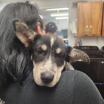 Echo -  Husky Dog for Adoption in Evensville, Tennessee - Echo | PetCurious