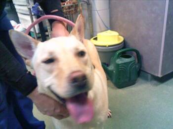 Rescue Mixed Breed Dogs for Adoption in Santa Fe, New Mexico - PALOMA | PetCurious