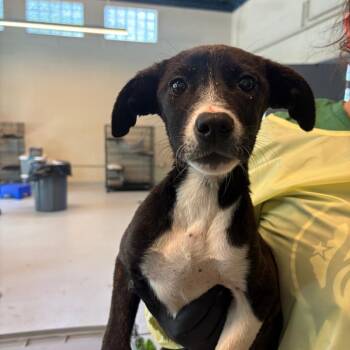 Elkins -  Mixed Breed Dog for Adoption in Huntington, West Virginia - Elkins | PetCurious