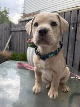 Peanut -  Labrador Retriever Dog Available for Adoption in Edmonton, Alberta - Peanut | PetCurious