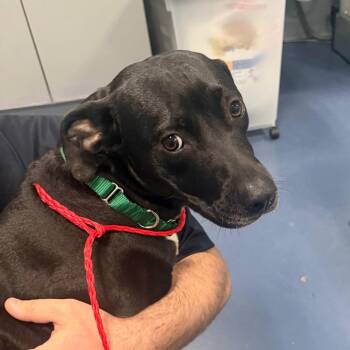 Pit Bull Terrier Dogs Available for Adoption - Shocktop | PetCurious