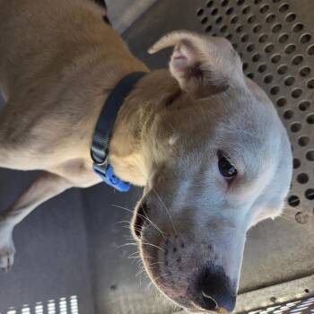 Mixed Breed Dogs Available for Adoption in Columbus, Georgia - 05/14/2026-Stray-JoyRoad | PetCurious