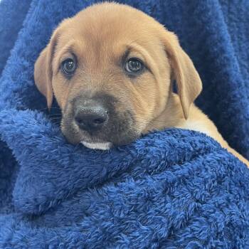 Boxer and Mixed Breed Dogs Available for Adoption in Las Vegas, Nevada - Odie 53655 | PetCurious