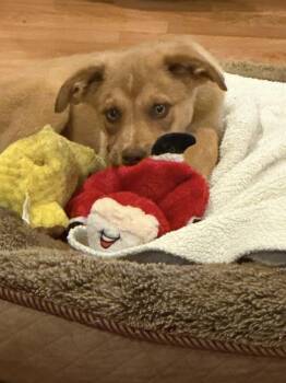 Shepherd Dogs Available for Adoption in Hillside, Illinois - Tom | PetCurious