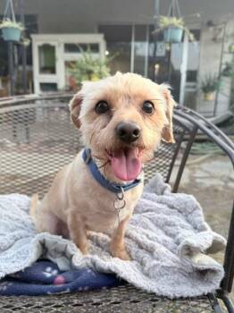 Bubba -  Yorkie Poo Dog for Adoption in Lafayette, California - Bubba | PetCurious