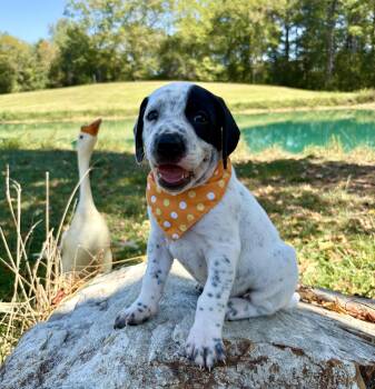 Scrabble -  Black Labrador Retriever and English Pointer Dog for Adoption in Pittsboro, North Carolina - Scrabble | PetCurious