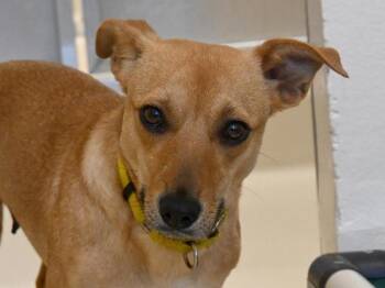 Terrier and Dachshund Dogs Available for Adoption - Cubone | PetCurious