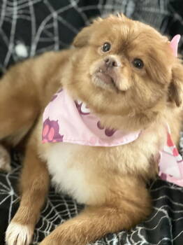 Rescue Pekingese and Pomeranian Dogs for Adoption in Santa Ana, California - Sandie | PetCurious