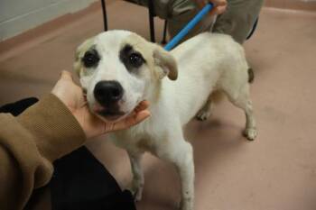KIRBY -  Mixed Breed Dog for Adoption in Columbia, South Carolina - KIRBY | PetCurious