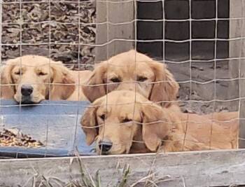 Rescue Golden Retriever Dogs for Adoption in Ridgeland, South Carolina - Goldens | PetCurious