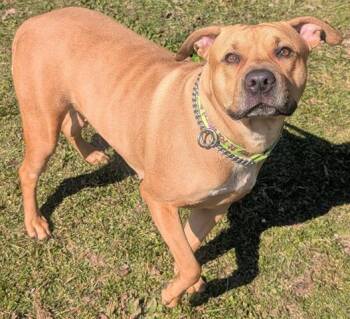 Pit Bull Terrier Dogs Available for Adoption - CINNABON | PetCurious