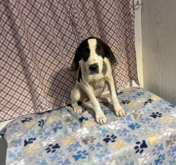 Coonhound Dogs Available for Adoption in Opelousas, Louisiana - DOTS | PetCurious