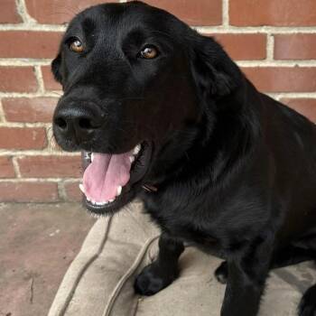 Labrador Retriever Dogs Available for Adoption in Larkfield-wikiup, California - April | PetCurious