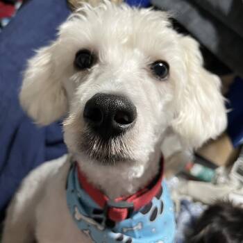 Schnauzer and Poodle Dogs Available for Adoption - SALTY | PetCurious