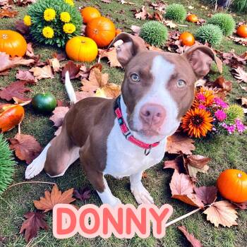 Rescue American Staffordshire Terrier Dogs for Adoption in Brockton, Massachusetts - Donny | PetCurious