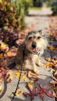 Terrier Dogs Available for Adoption in West Hollywood, California - Henry | PetCurious