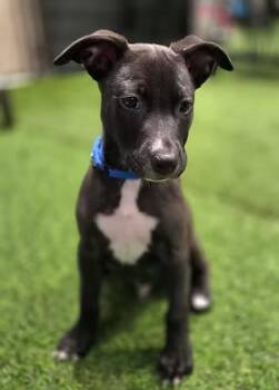Sana Fe -  Mixed Breed Dog for Adoption in Racine, Wisconsin - Sana Fe | PetCurious