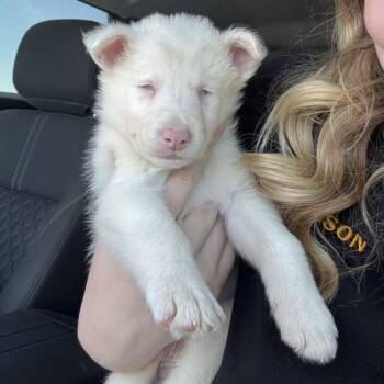 Baby -  Australian Shepherd Dog for Adoption in Sonoma, California - Baby | PetCurious