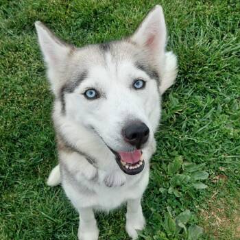 Husky Dogs Available for Adoption in Corydon, Indiana - Mariah | PetCurious