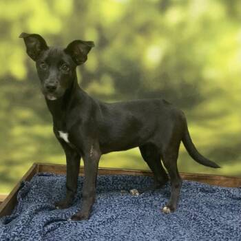 Nee-la -  Black Labrador Retriever Dog for Adoption in Auburn, New Hampshire - Nee-la | PetCurious