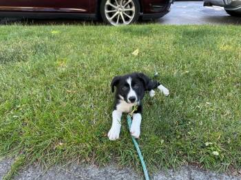 Cobbler -  Border Collie Dog for Adoption in Bothell, Washington - Cobbler | PetCurious