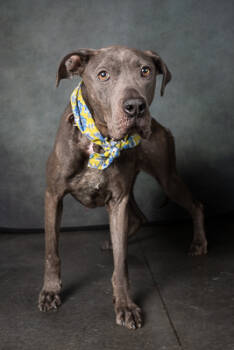 Rescue Pit Bull Terrier and Mixed Breed Dogs for Adoption in Atlanta, Georgia - Flo-jo | PetCurious