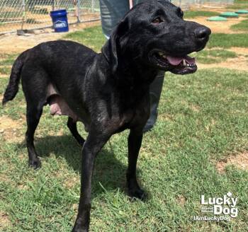 Spice Girl -  Labrador Retriever Dog for Adoption in Washington, District Of Columbia - Spice Girl | PetCurious