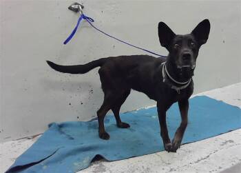 Labrador Retriever and Mixed Breed Dogs Available for Adoption - HEI HEI | PetCurious