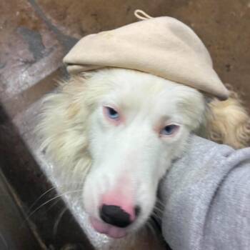 Snowball -  Australian Shepherd Dog for Adoption in Corbin, Kentucky - Snowball | PetCurious