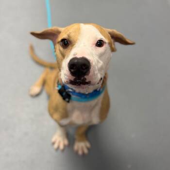 Kratos -  Mixed Breed Dog for Adoption in Sarasota, Florida - Kratos | PetCurious